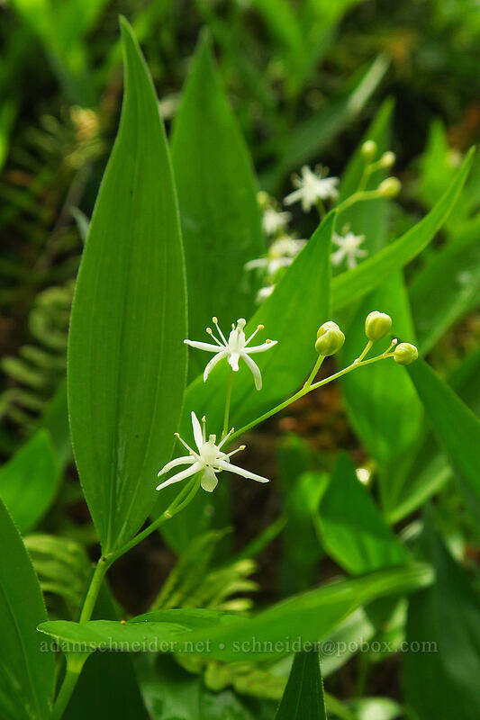 starry false solomon's-seal (Maianthemum stellatum (Smilacina stellata)) [Canemah Bluff Nature Park, Oregon City, Clackamas County, Oregon]