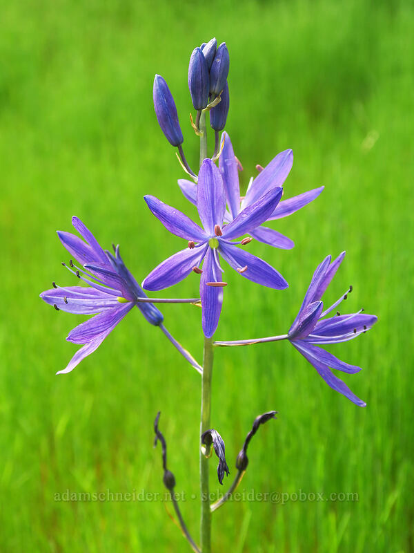 great camas (Camassia leichtlinii ssp. suksdorfii) [Canemah Bluff Nature Park, Oregon City, Clackamas County, Oregon]