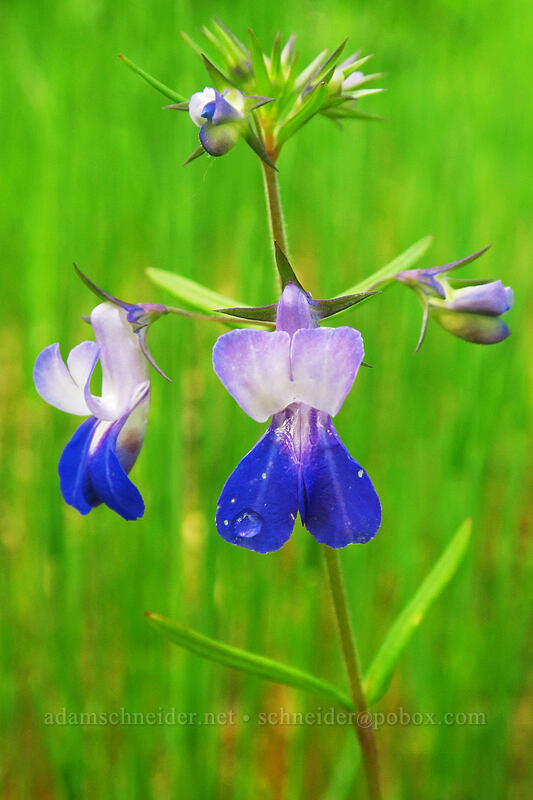 large-flowered blue-eyed-Mary (Collinsia grandiflora) [Canemah Bluff Nature Park, Oregon City, Clackamas County, Oregon]
