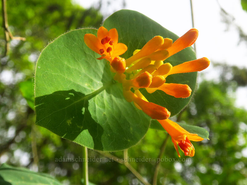 orange honeysuckle (Lonicera ciliosa) [Canemah Bluff Nature Park, Oregon City, Clackamas County, Oregon]