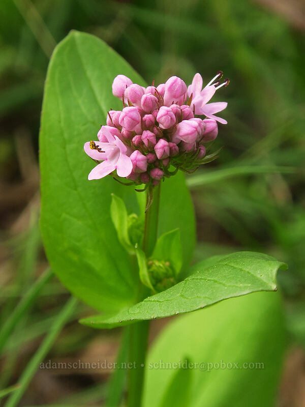 rosy plectritis (Plectritis congesta) [Canemah Bluff Nature Park, Oregon City, Clackamas County, Oregon]