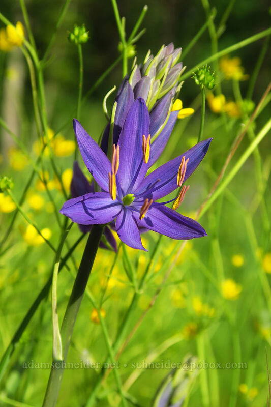 great camas (Camassia leichtlinii ssp. suksdorfii) [Canemah Bluff Nature Park, Oregon City, Clackamas County, Oregon]