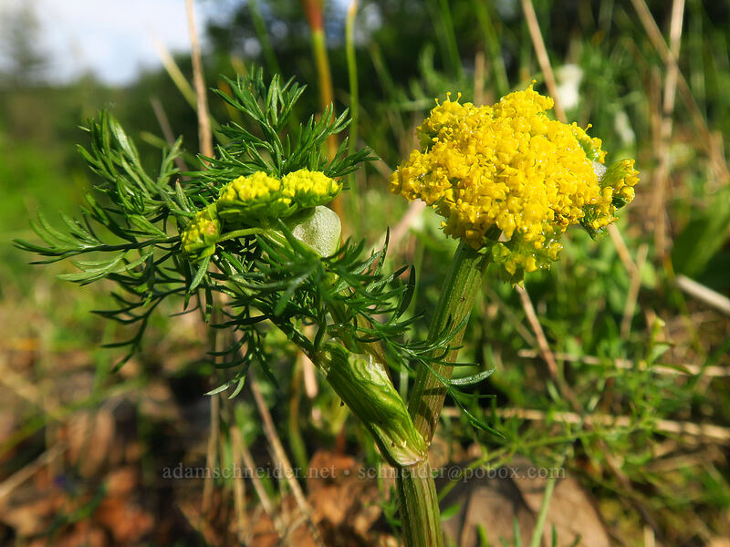 common desert parsley (spring gold) (Lomatium utriculatum) [Canemah Bluff Nature Park, Oregon City, Clackamas County, Oregon]