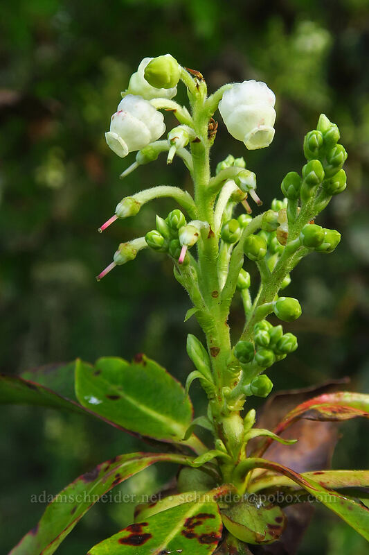 Pacific madrone flowers (Arbutus menziesii) [Canemah Bluff Nature Park, Oregon City, Clackamas County, Oregon]