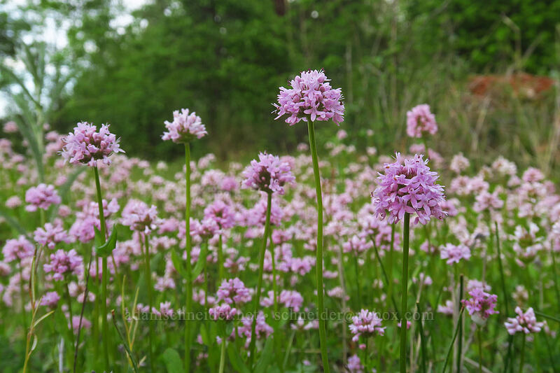 rosy plectritis (Plectritis congesta) [Canemah Bluff Nature Park, Oregon City, Clackamas County, Oregon]