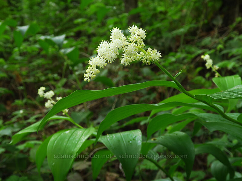 feathery false solomon's-seal (Maianthemum racemosum ssp. amplexicaule (Smilacina racemosa)) [Canemah Bluff Nature Park, Oregon City, Clackamas County, Oregon]