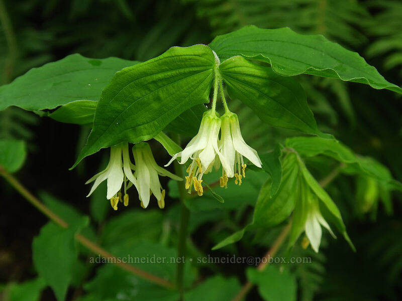 Hooker's fairy-bells (Prosartes hookeri (Disporum hookeri)) [Canemah Bluff Nature Park, Oregon City, Clackamas County, Oregon]