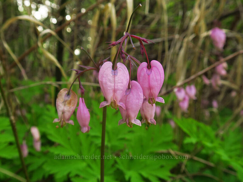 western bleeding hearts (Dicentra formosa) [Canemah Bluff Nature Park, Oregon City, Clackamas County, Oregon]