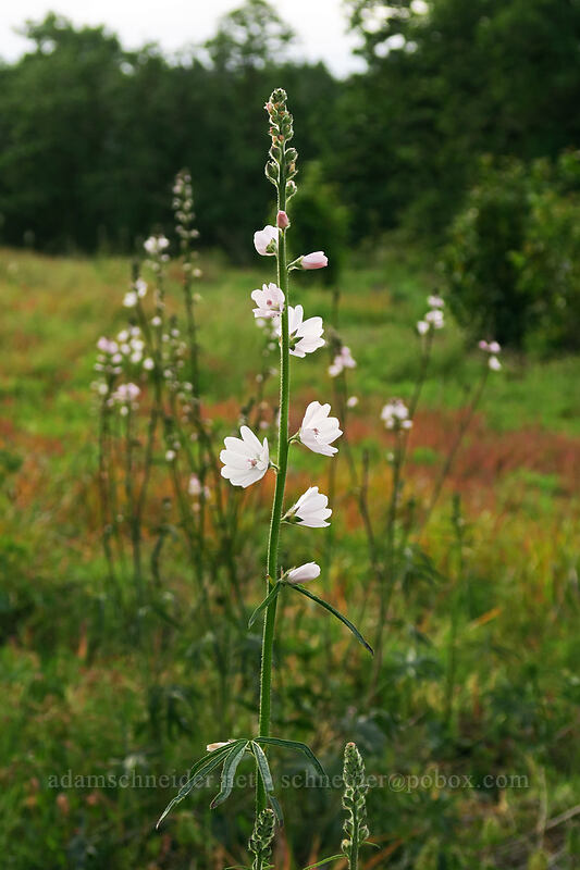 checker-mallow (Sidalcea campestris) [Canemah Bluff Nature Park, Oregon City, Clackamas County, Oregon]