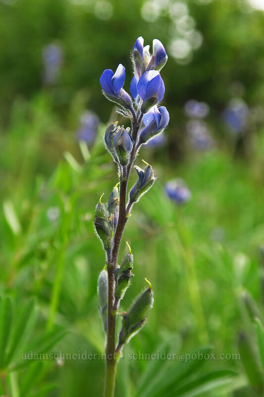 small-flowered lupine (Lupinus polycarpus (Lupinus micranthus)) [Canemah Bluff Nature Park, Oregon City, Clackamas County, Oregon]