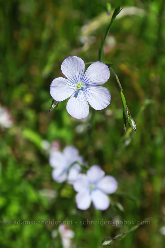 pale flax (Linum bienne) [Saint Perpetua Trail, Siuslaw National Forest, Lincoln County, Oregon]