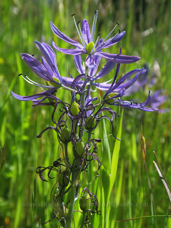 common camas (Camassia quamash) [Saint Perpetua Trail, Siuslaw National Forest, Lincoln County, Oregon]
