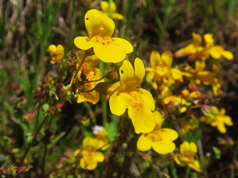 yellow monkeyflower (Erythranthe guttata (Mimulus guttatus)) [Saint Perpetua Trail, Siuslaw National Forest, Lincoln County, Oregon]