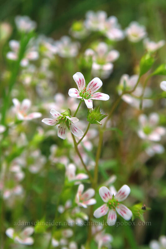 Nuttall's saxifrage (Cascadia nuttallii (Saxifraga nuttallii)) [Saint Perpetua Trail, Siuslaw National Forest, Lincoln County, Oregon]