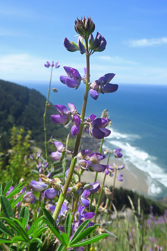 streambank lupine (Lupinus rivularis) [Saint Perpetua Trail, Siuslaw National Forest, Lincoln County, Oregon]