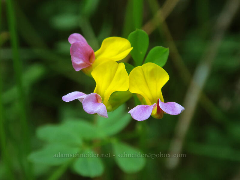 harlequin lotus (Hosackia gracilis (Lotus formosissimus)) [Saint Perpetua Trail, Siuslaw National Forest, Lincoln County, Oregon]