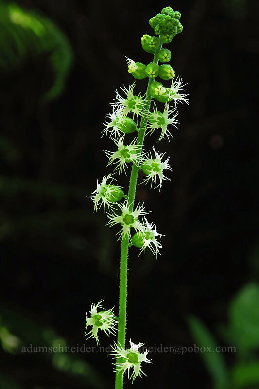 fringe cups (Tellima grandiflora) [Saint Perpetua Trail, Siuslaw National Forest, Lincoln County, Oregon]