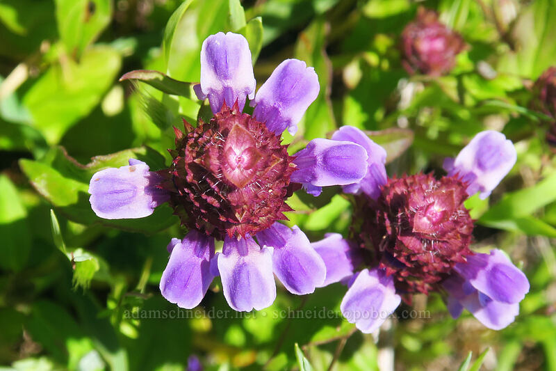 self-heal (Prunella vulgaris) [Whispering Spruce Trail, Siuslaw National Forest, Lincoln County, Oregon]