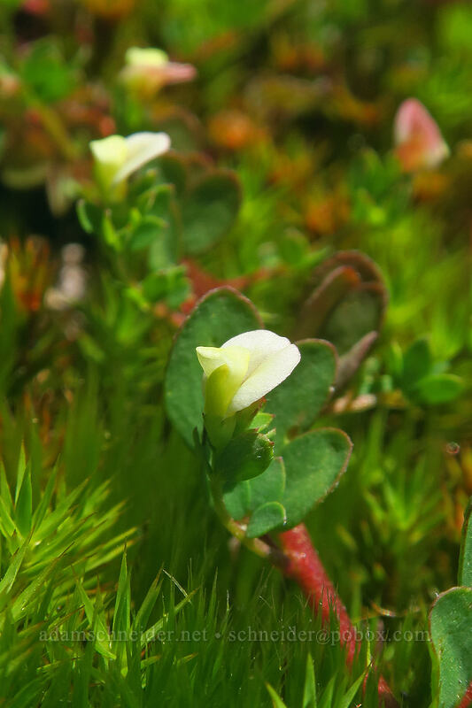 small-flowered lotus (Acmispon parviflorus (Lotus micranthus)) [Whispering Spruce Trail, Siuslaw National Forest, Lincoln County, Oregon]
