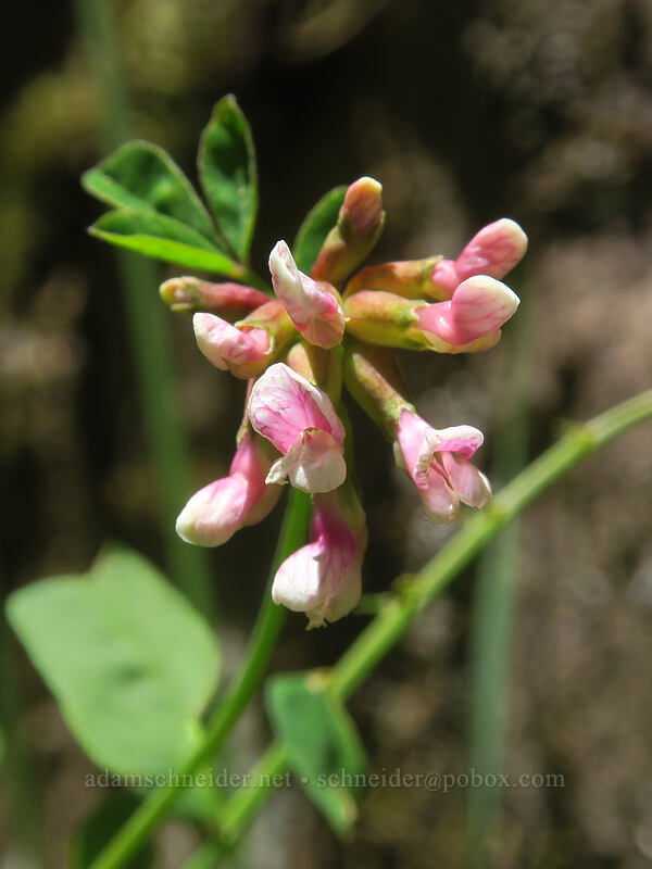 rosy bird's-foot trefoil (Hosackia rosea (Lotus aboriginus)) [Forest Road 5694, Siuslaw National Forest, Lane County, Oregon]