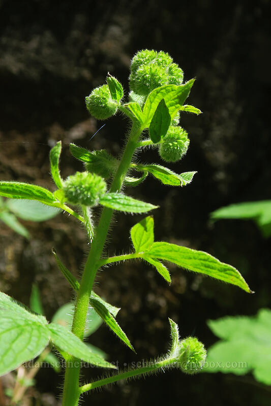 shade phacelia (Phacelia nemoralis) [Forest Road 5694, Siuslaw National Forest, Lane County, Oregon]