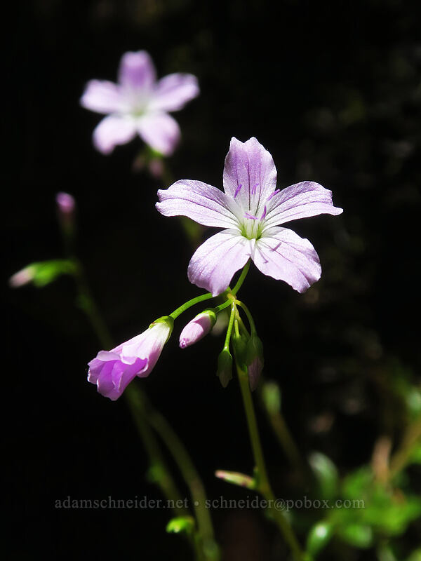 little-leaf montia (Montia parvifolia (Claytonia parvifolia)) [Forest Road 5694, Siuslaw National Forest, Lane County, Oregon]