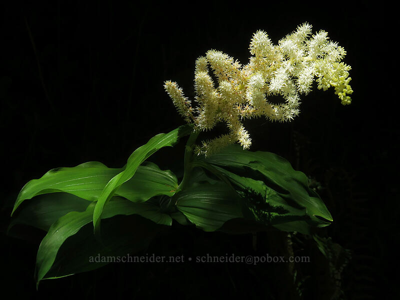 feathery false solomon's-seal (Maianthemum racemosum ssp. amplexicaule (Smilacina racemosa)) [Forest Road 5694, Siuslaw National Forest, Lane County, Oregon]
