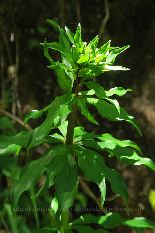 Columbia tiger lily, budding (Lilium columbianum) [Forest Road 5694, Siuslaw National Forest, Lane County, Oregon]