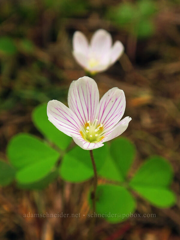 redwood sorrel (Oxalis oregana) [Cummins Peak, Siuslaw National Forest, Lane County, Oregon]