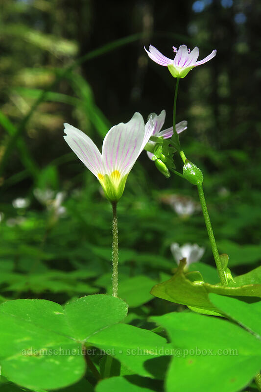 redwood sorrel & candy flower (Oxalis oregana, Claytonia sibirica (Montia sibirica)) [Cummins Peak, Siuslaw National Forest, Lane County, Oregon]