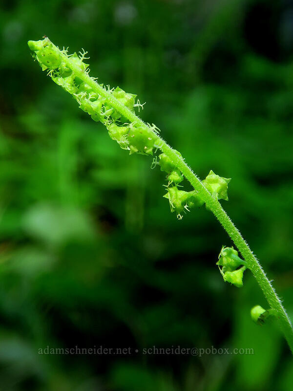 coastal mitrewort (Brewerimitella ovalis (Pectiantia ovalis) (Mitella ovalis)) [Forest Road 5694, Siuslaw National Forest, Lane County, Oregon]