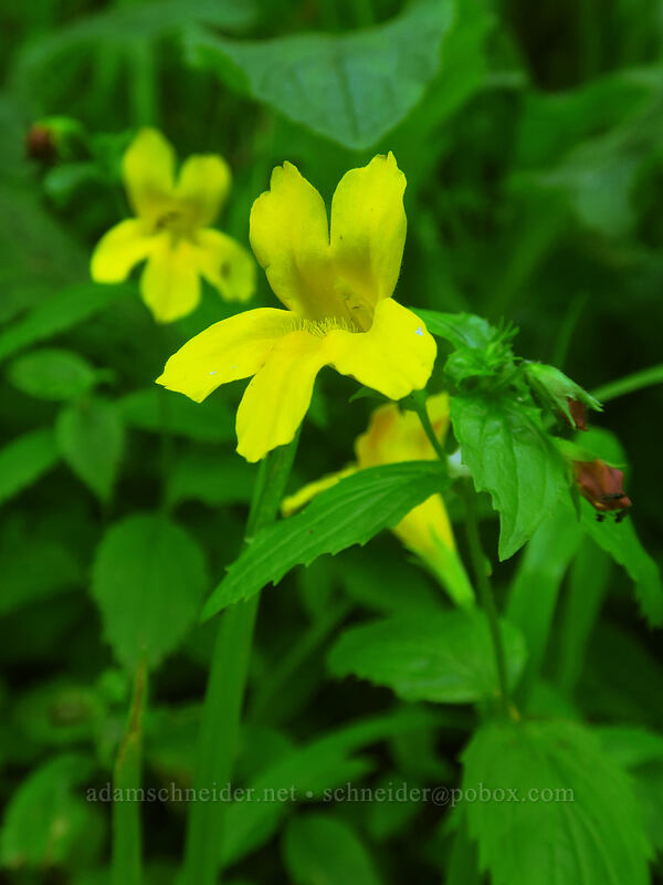 toothed monkeyflower (Erythranthe dentata (Mimulus dentatus)) [Forest Road 5694, Siuslaw National Forest, Lane County, Oregon]