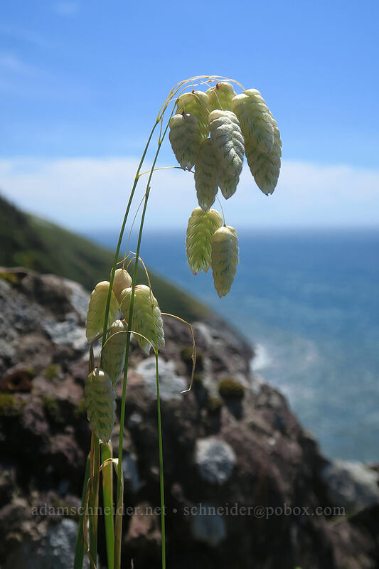 rattlesnake-grass (Briza maxima) [Highway 101, Lane County, Oregon]