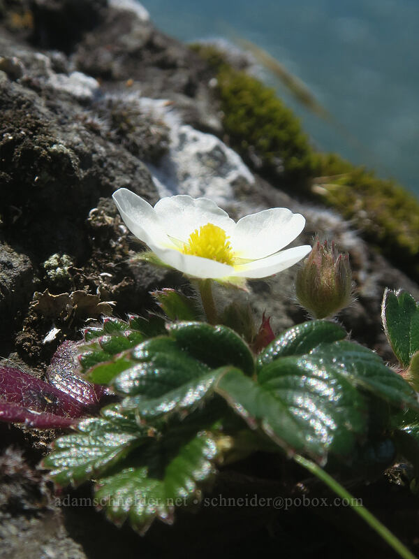 beach strawberry (Fragaria chiloensis) [Highway 101, Lane County, Oregon]