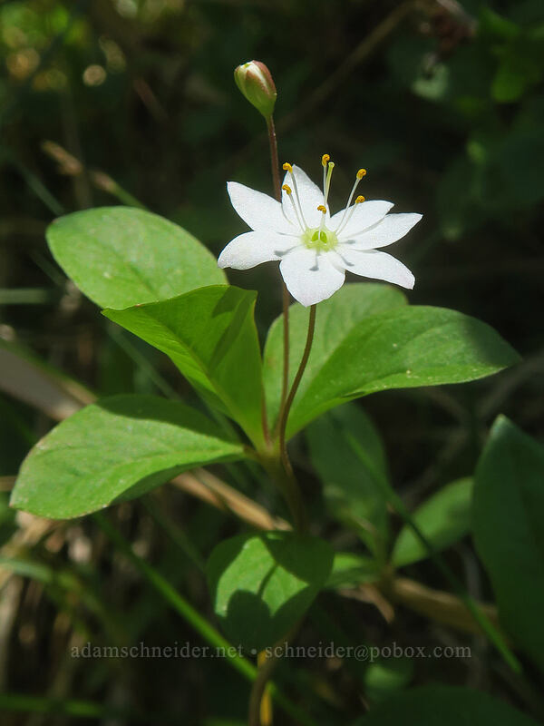 arctic starflower (Lysimachia europaea ssp. arctica (Trientalis arctica)) [Darlingtonia State Natural Site, Lane County, Oregon]