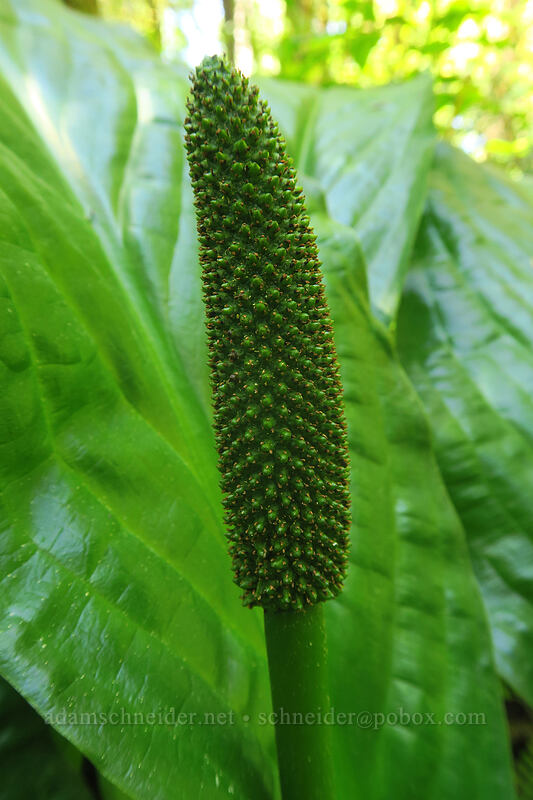 skunk cabbage spadix (Lysichiton americanus) [Darlingtonia State Natural Site, Lane County, Oregon]
