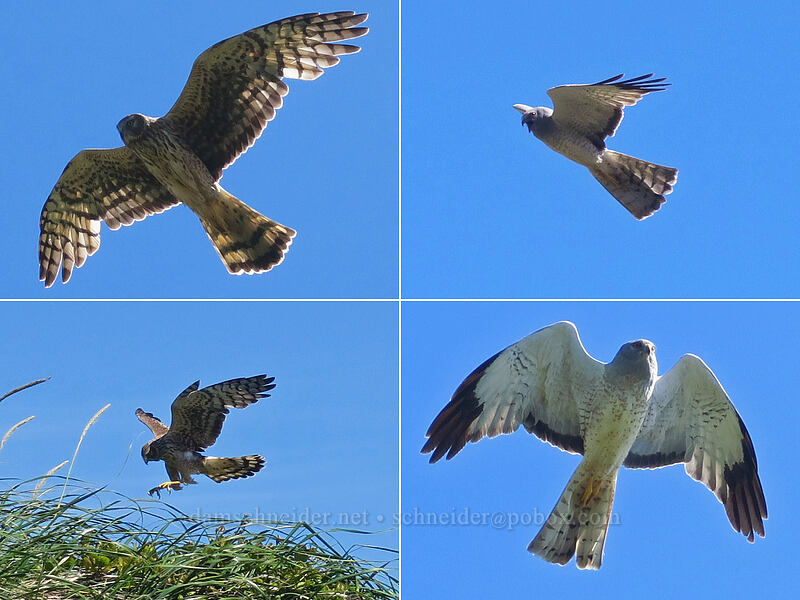 pair of northern harriers (Circus hudsonius (Circus cyaneus hudsonius)) [Baker Beach, Siuslaw National Forest, Lane County, Oregon]