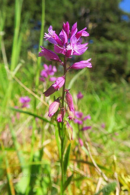 European milkwort (Polygala vulgaris) [Valley Trail, Carl G. Washburne Memorial State Park, Lane County, Oregon]