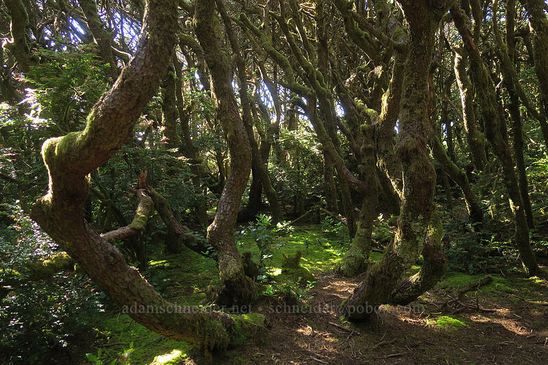 shore pines (Pinus contorta ssp. contorta) [Campground Trail, Carl G. Washburne Memorial State Park, Lane County, Oregon]