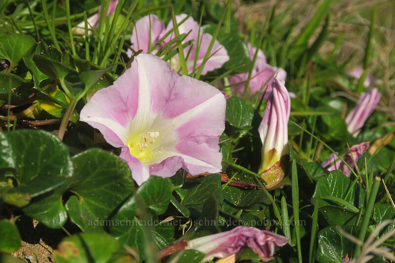 seashore morning-glory (Calystegia soldanella (Convolvulus soldanella)) [Cape Perpetua Scenic Area, Siuslaw National Forest, Lincoln County, Oregon]