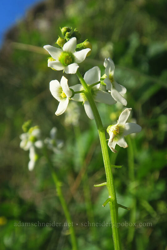 coastal man-root (Marah oregana (Marah oreganus)) [Cape Perpetua Scenic Area, Siuslaw National Forest, Lincoln County, Oregon]
