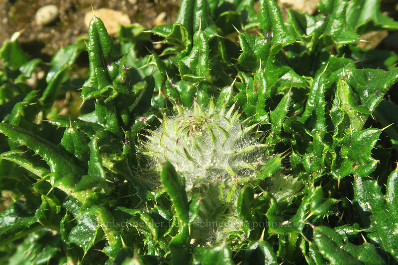 thistle (Cirsium sp.) [Cape Perpetua Scenic Area, Siuslaw National Forest, Lincoln County, Oregon]