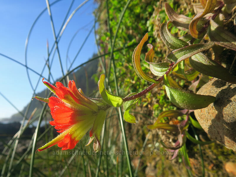 Oregon Coast paintbrush, growing sideways (Castilleja litoralis (Castilleja affinis ssp. litoralis)) [Cape Perpetua Scenic Area, Siuslaw National Forest, Lincoln County, Oregon]