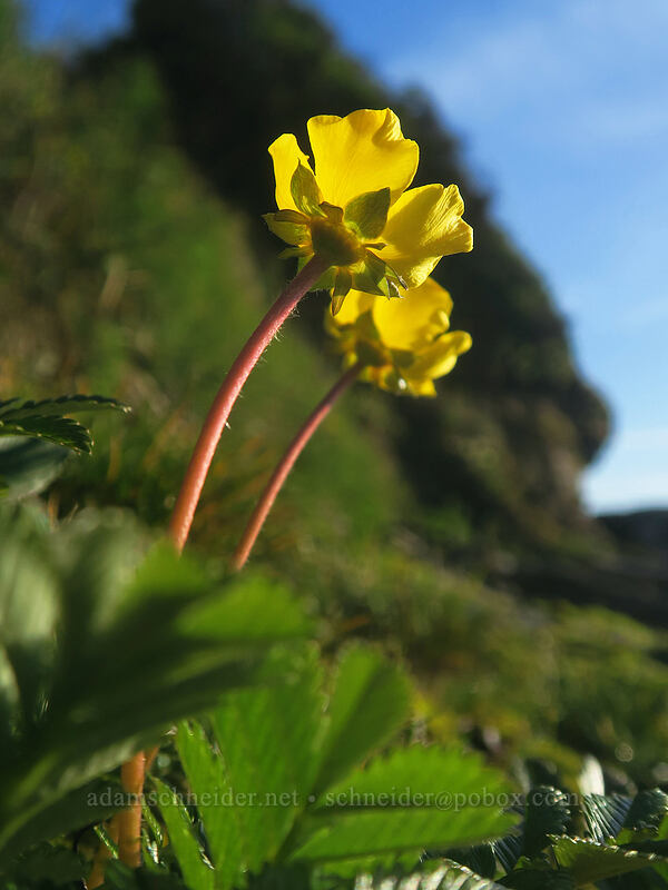 silverweed cinquefoil (Potentilla anserina ssp. pacifica (Argentina pacifica)) [Cape Perpetua Scenic Area, Siuslaw National Forest, Lincoln County, Oregon]