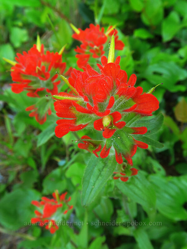 Oregon Coast paintbrush (Castilleja litoralis (Castilleja affinis ssp. litoralis)) [Cape Cove Trail, Siuslaw National Forest, Lincoln County, Oregon]