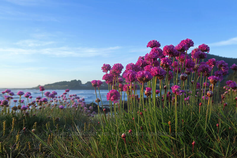 sea-thrift (sea-pink) (Armeria maritima) [Yachats Ocean Road State Natural Site, Yachats, Lincoln County, Oregon]