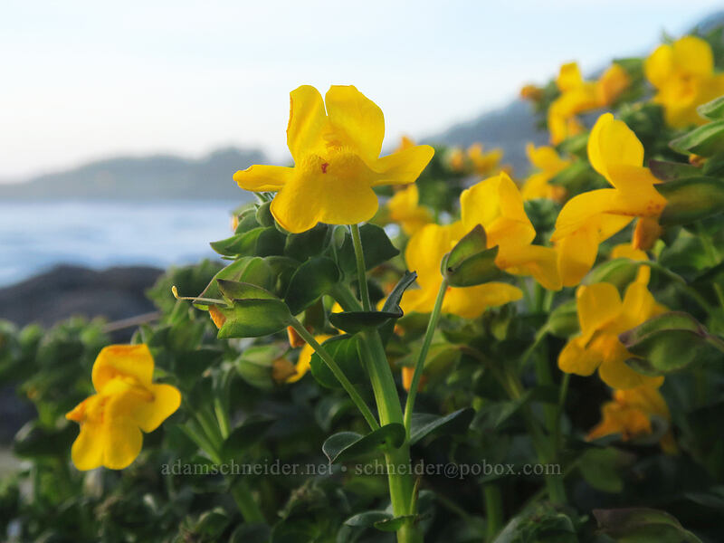 magnificent monkeyflower (Erythranthe grandis (Mimulus grandis)) [Yachats Ocean Road State Natural Site, Yachats, Lincoln County, Oregon]