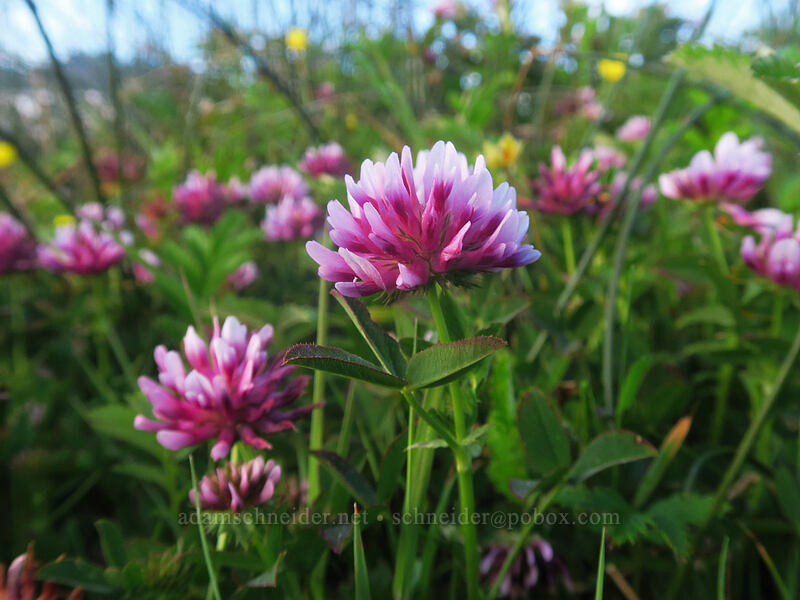 coast clover (Trifolium wormskioldii) [Yachats Ocean Road State Natural Site, Yachats, Lincoln County, Oregon]