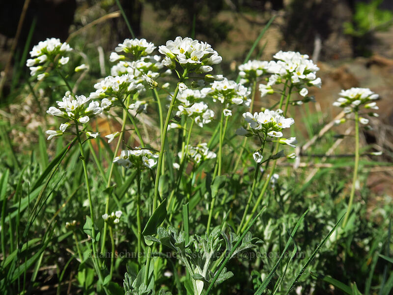 alpine penny-cress (Noccaea fendleri ssp. glauca (Thlaspi fendleri var. glaucum)) [Pilot Rock Trail, Cascade-Siskiyou National Monument, Jackson County, Oregon]