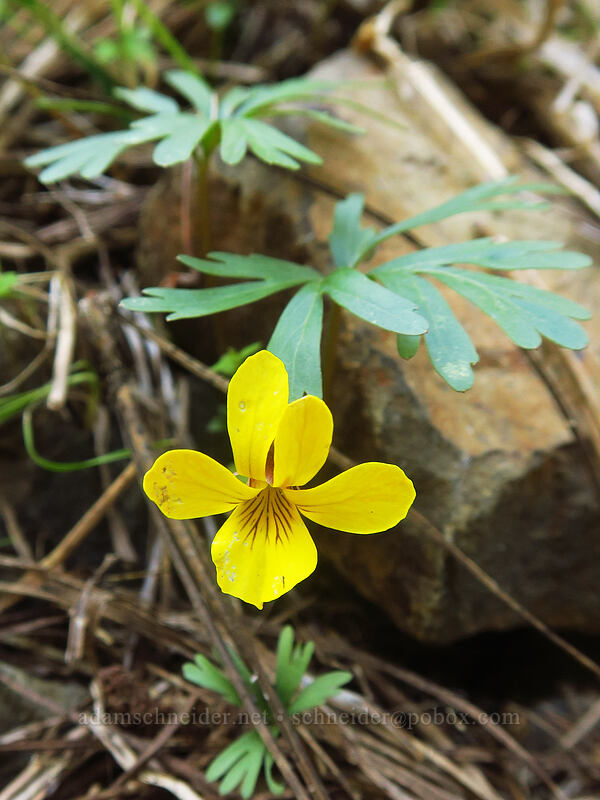 Shelton's violet (Viola sheltonii) [Pilot Rock Trail, Cascade-Siskiyou National Monument, Jackson County, Oregon]